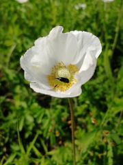 Anemonoides sylvestris