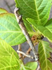 Ennominae