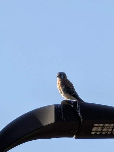 American Kestrel