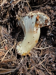 Cortinarius verrucisporus