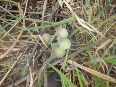 Trifolium pauciflorum