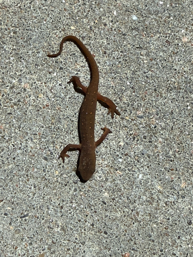 Eastern Newt