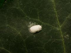 Lichtensia viburni