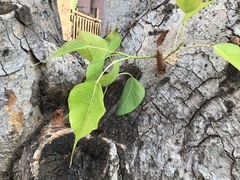 Ficus religiosa