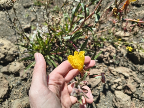 Oenothera stricta observed 2026-10-12