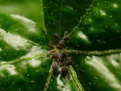 Aphis hederae