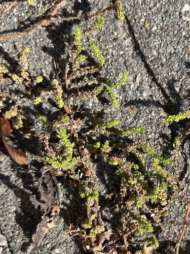 hairy rupturewort