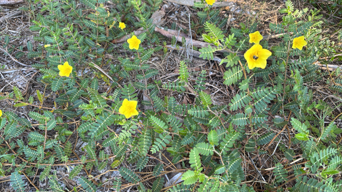 Tribulus cistoides observed 2026-10-16