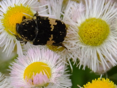 Glycyphana fulvistemma