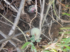 Trifolium pauciflorum