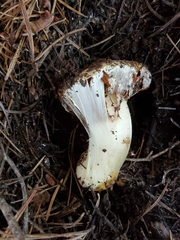 Cortinarius verrucisporus