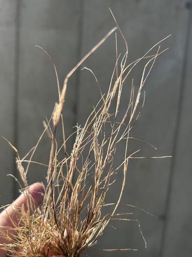 Small Dropseed