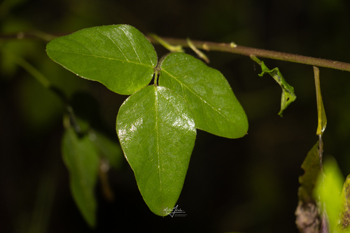 Desmodium uncinatum observed 2026-10-10
