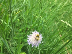 Bombus haematurus