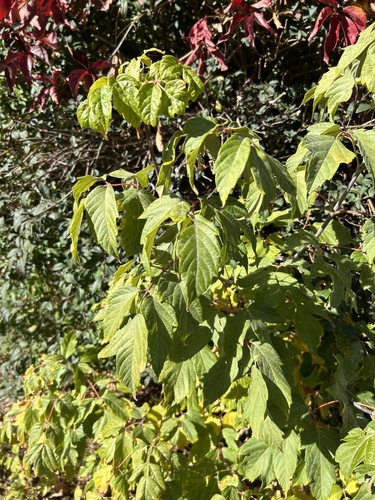 box elder