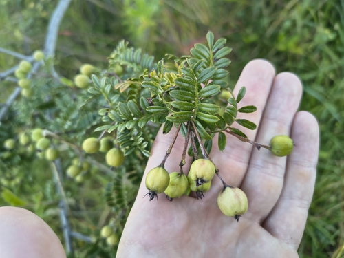 Osteomeles anthyllidifolia observed 2026-10-15