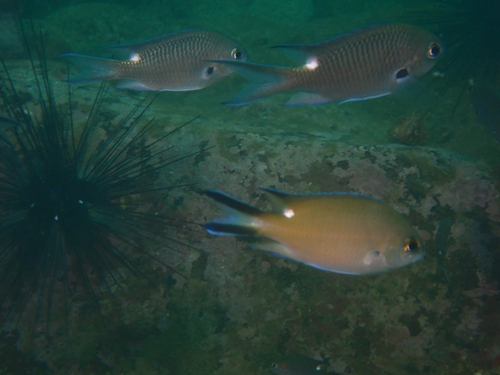 Chromis fumea observed 2026-10-12