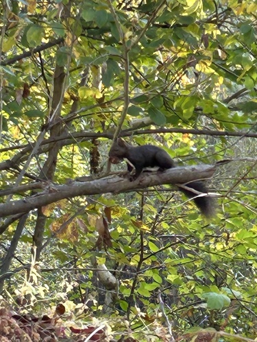 Eurasian Red Squirrel