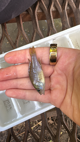 Green Sunfish
