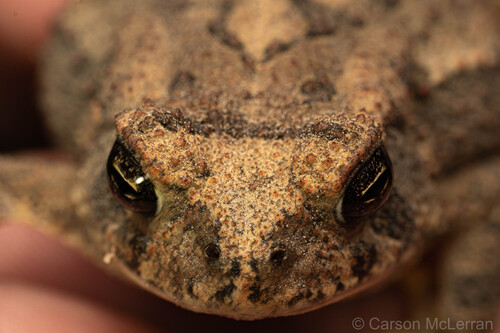 Fowler's Toad observed by carsonmclerranmacro