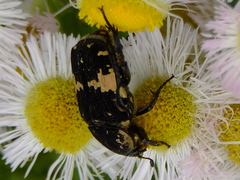 Glycyphana fulvistemma