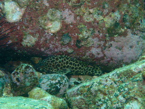 Epinephelus quoyanus observed 2026-10-12