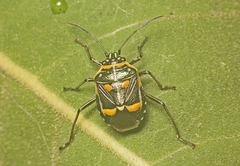 Grossiana persignata