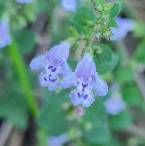 Lesser Calamint