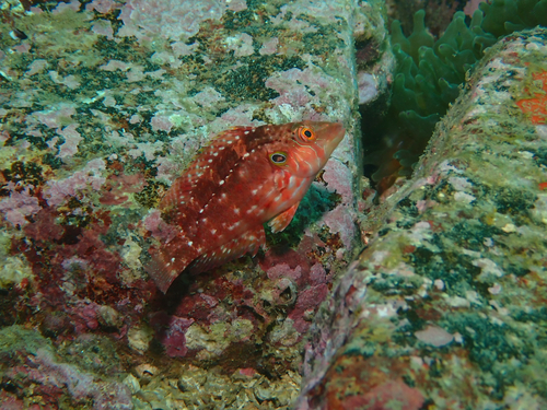 Pteragogus observed 2026-10-12