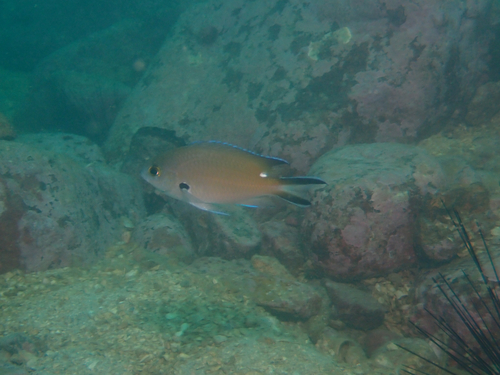 Chromis fumea observed 2026-10-12