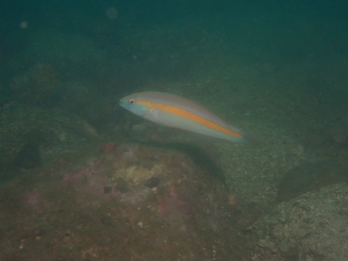Halichoeres hartzfeldii observed 2026-10-12