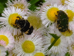 Glycyphana fulvistemma