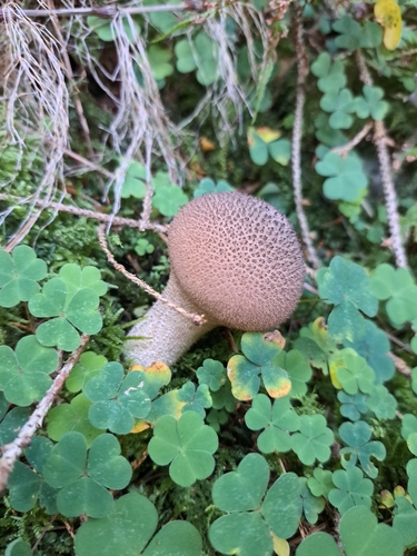 Dusky Puffball