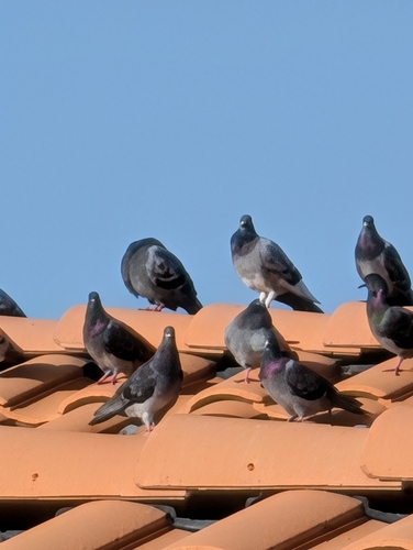 Rock Pigeon