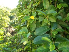 Catopsilia gorgophone