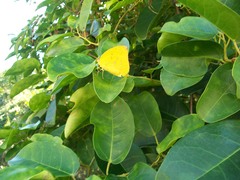 Catopsilia gorgophone