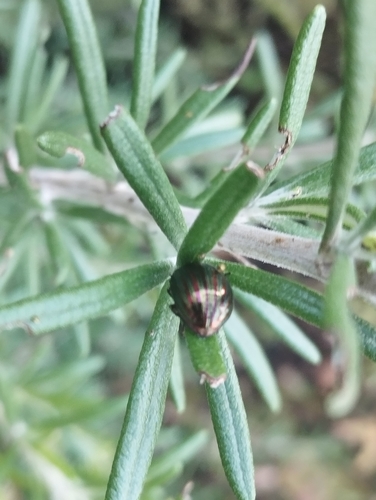 Rosemary Beetle