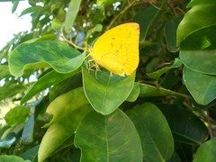 Catopsilia gorgophone