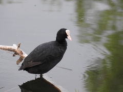 Fulica atra