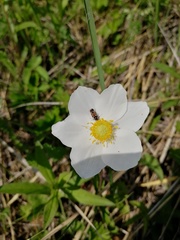 Anemonoides sylvestris