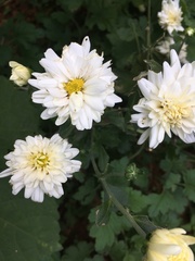 Chrysanthemum