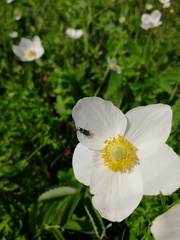 Anemonoides sylvestris