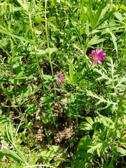 Trifolium lupinaster