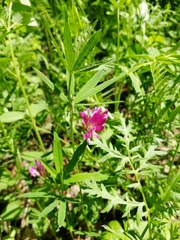 Trifolium lupinaster