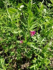 Trifolium lupinaster