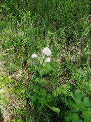 Valeriana