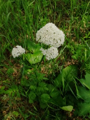 Valeriana