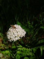 Valeriana