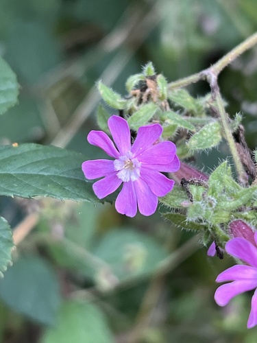 red campion