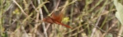 Libellula saturata